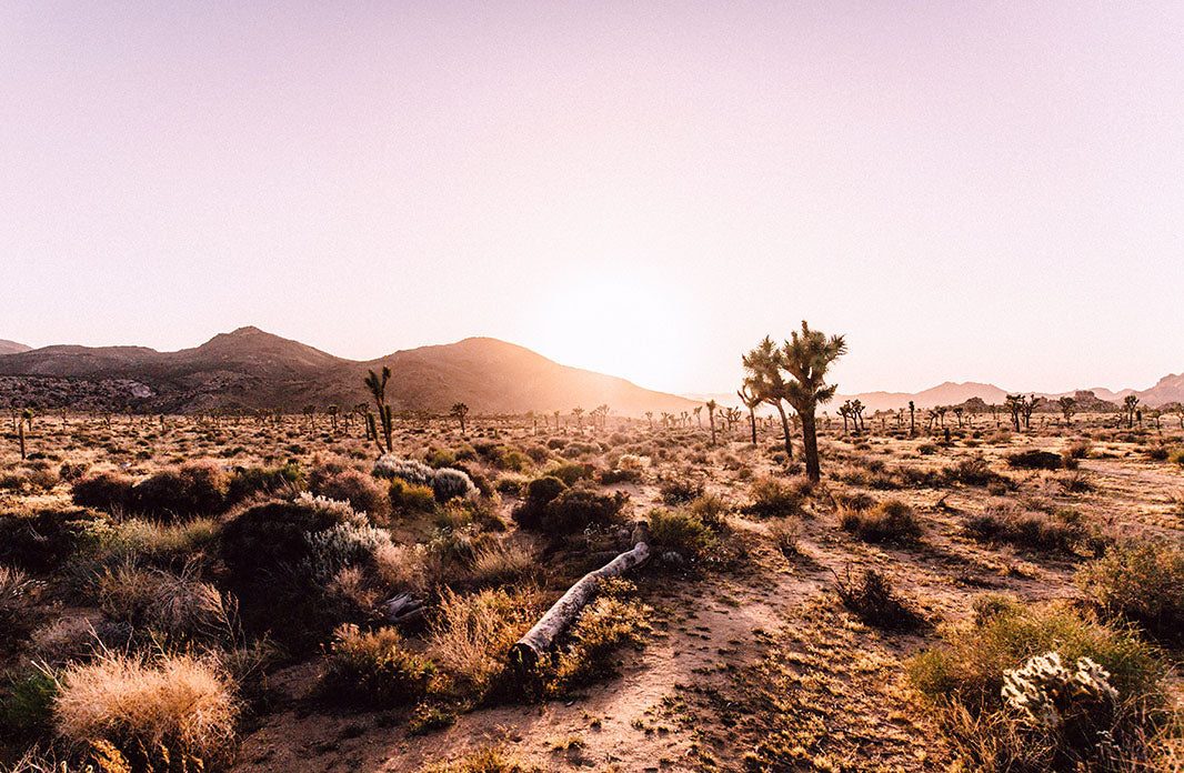 10 Reasons to Love Pioneertown (and Joshua Tree)