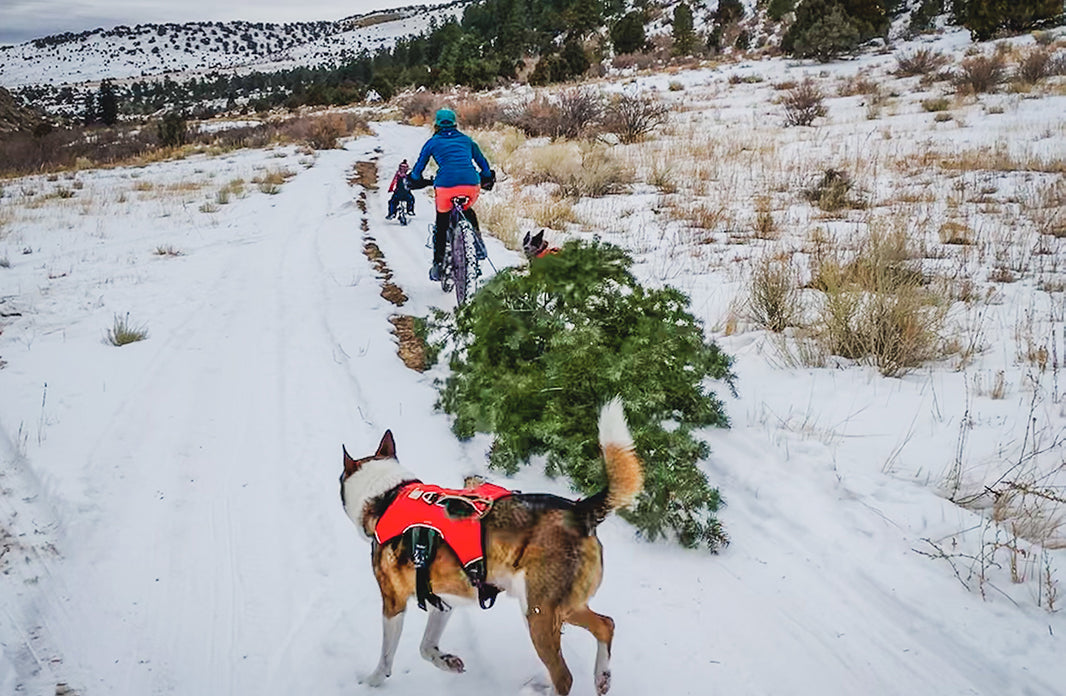 Don't Let the Cold Stop You: Get Outside With These Winter Family Activities