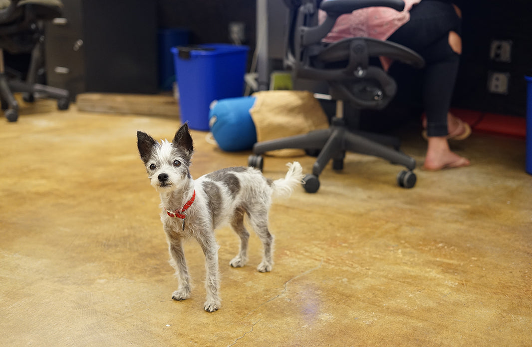 Now Hiring: New Office Dogs