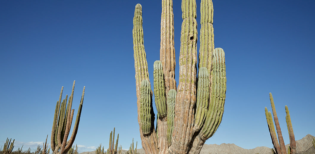 Baja’s Valley of the Giants