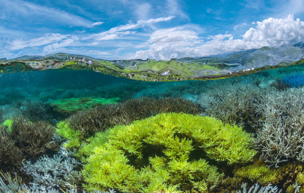 Chasing Coral