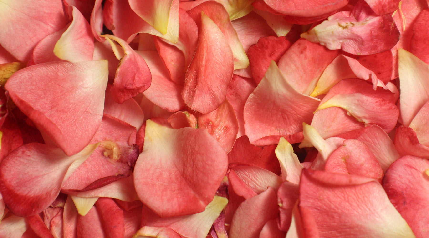 Treat Yourself: DIY Rose Water