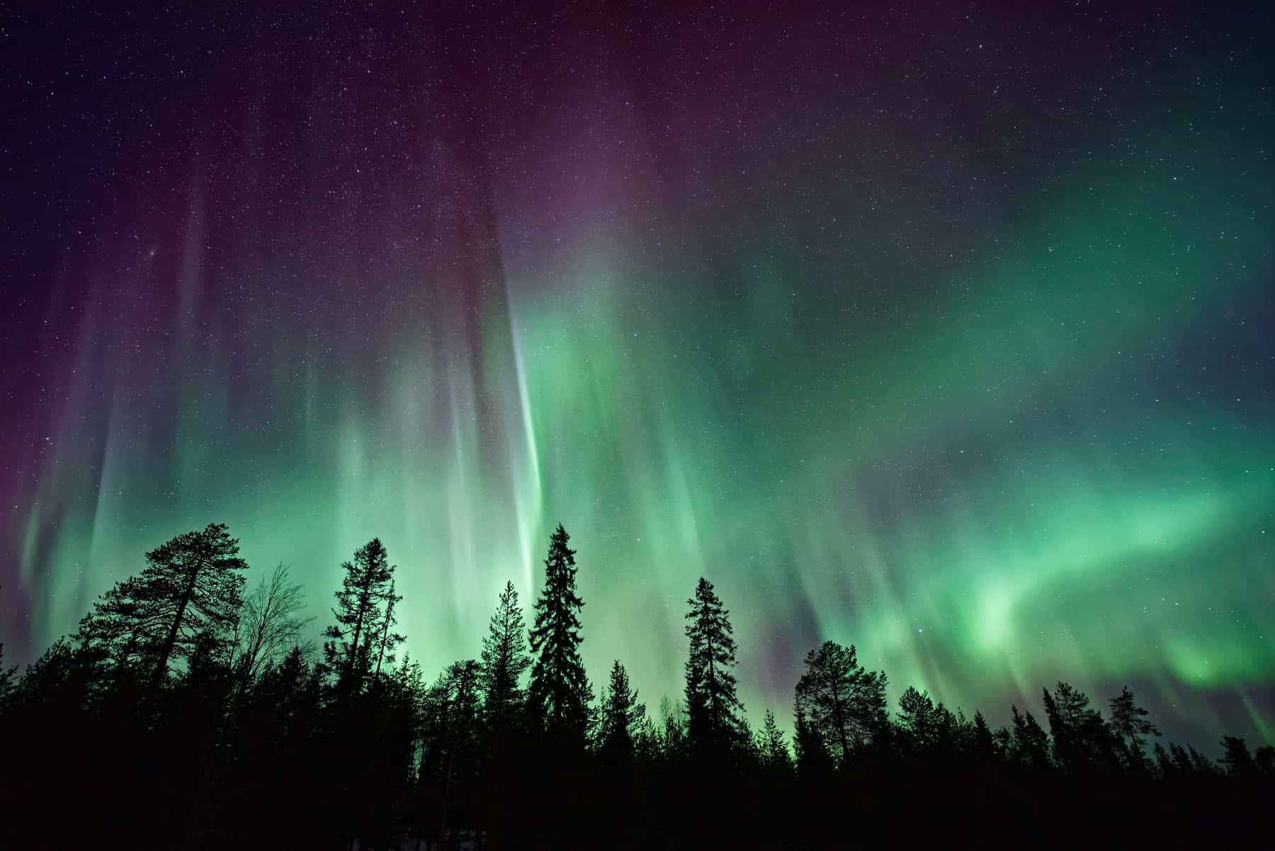 Tree Silhouettes and The Northern Lights