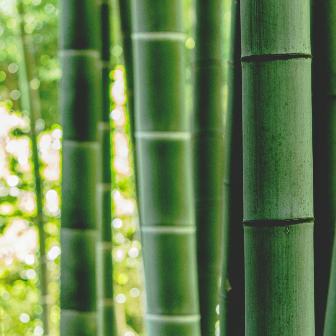 Bamboo