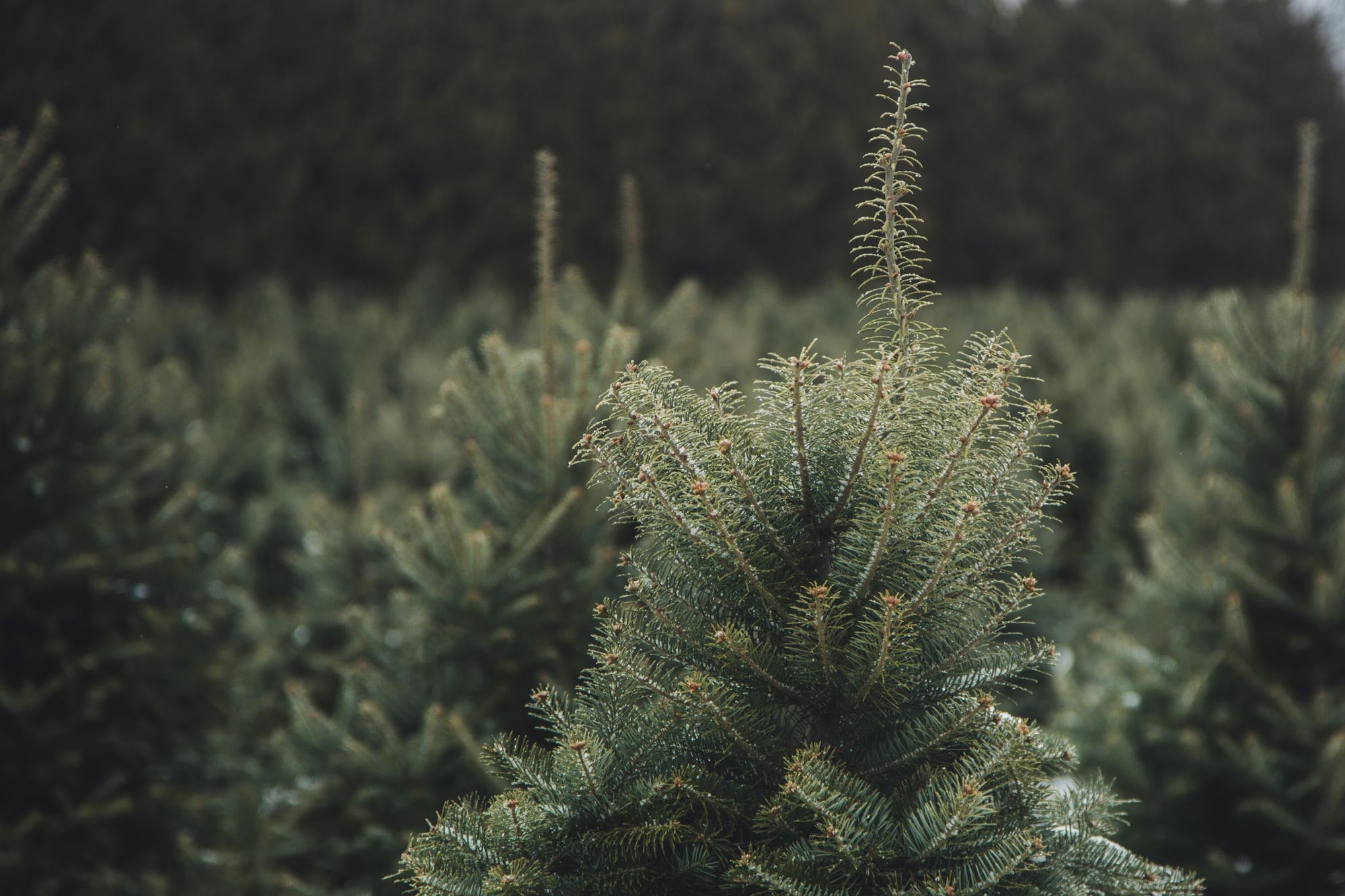 pine-tree-top-close-up.jpg